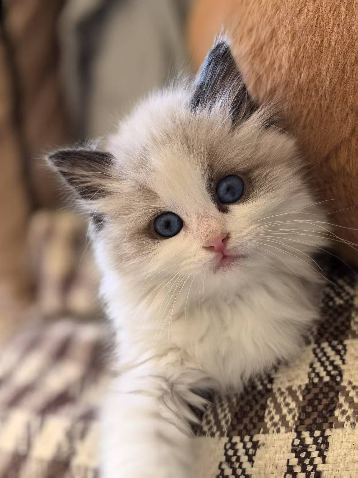 Reference photo of a kitten